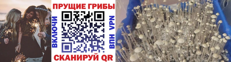 shop какой сайт  Волгодонск  Галлюциногенные грибы Magic Shrooms  магазин продажи  